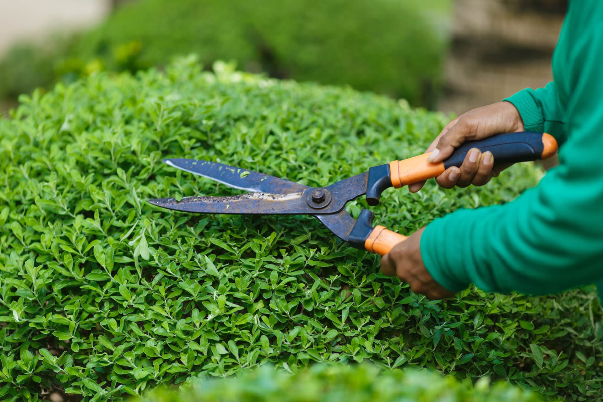 Otros servicios de jardinería