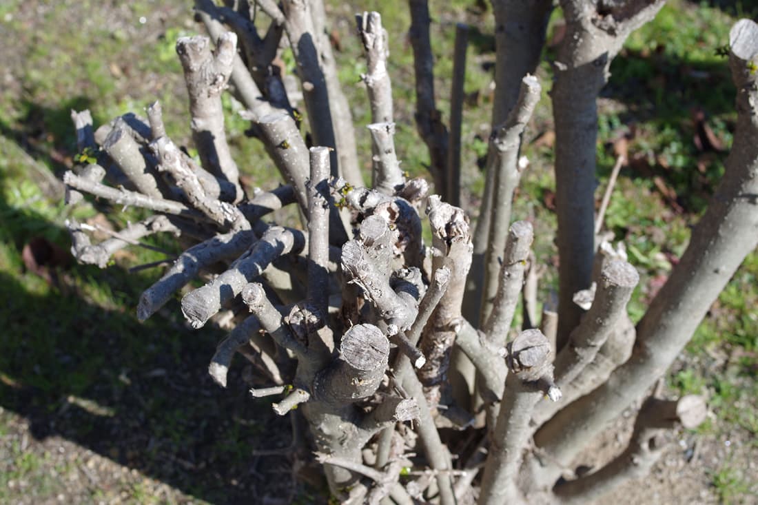 Podar árboles en Ourense